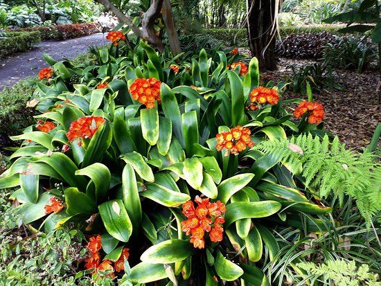 Orto botanico di Puerto de la Cruz